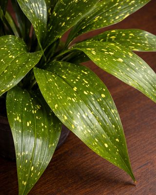 Milky way cast-iron plant