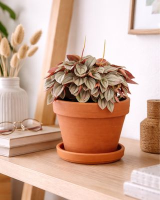 Napoli nights peperomia