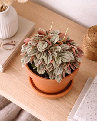Napoli nights peperomia