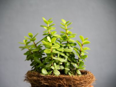 Dwarf Jade plant