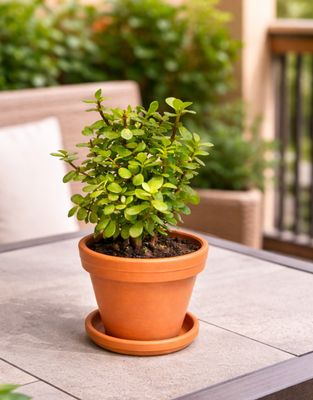 Dwarf Jade plant Dwarf Jade plant