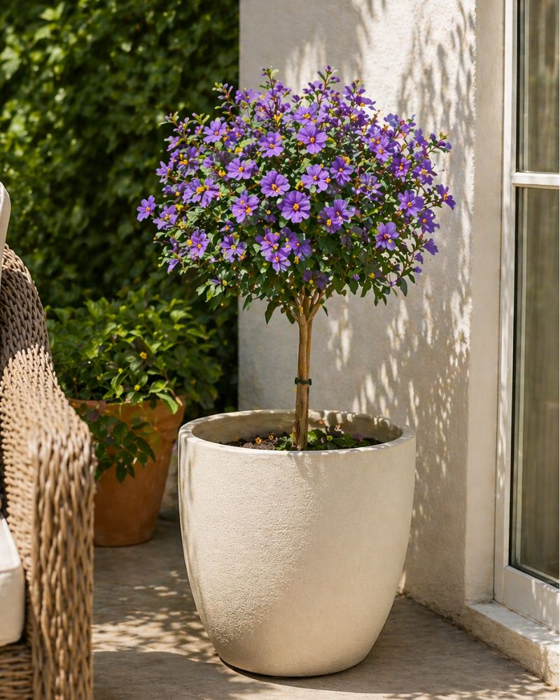Potato bush