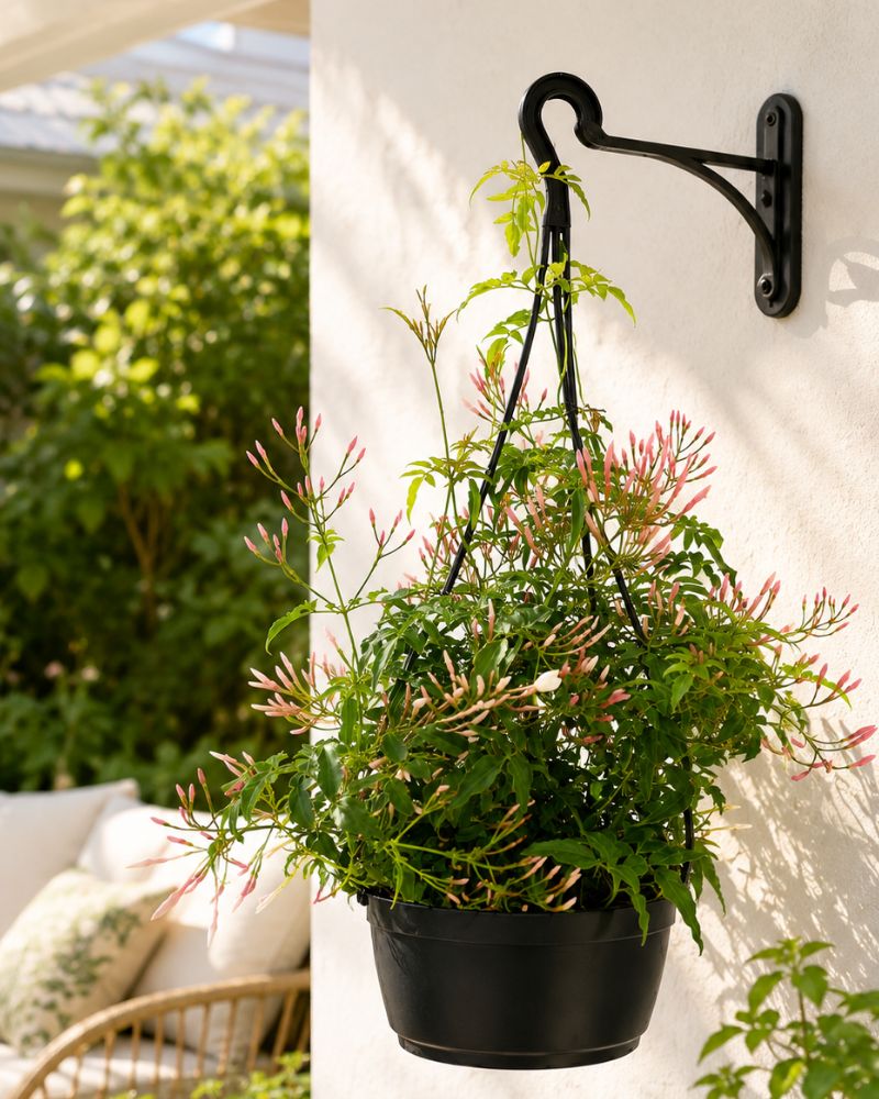 Pink Jasmine Pink Jasmine