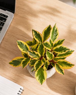 Rainbow Peperomia