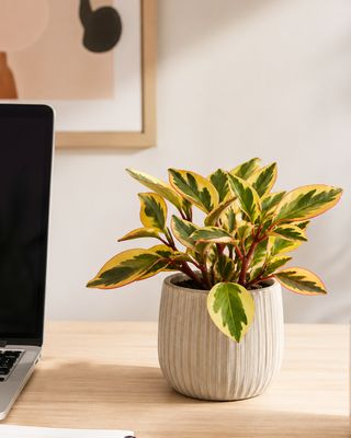 Rainbow Peperomia