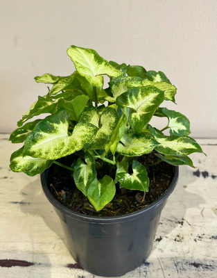 Pixie Arrowvine