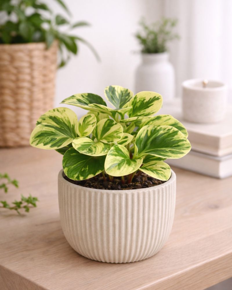 Marble Peperomia Marble Peperomia