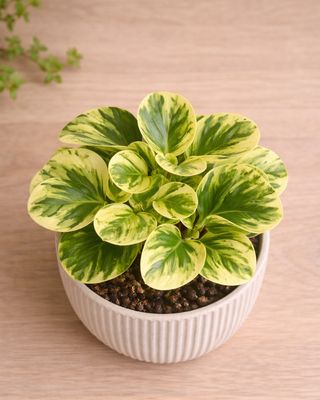 Marble Peperomia