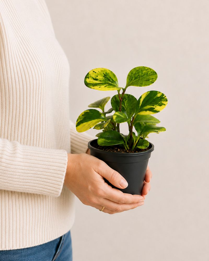 Marble Peperomia