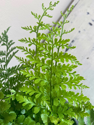 Mother Fern parvati