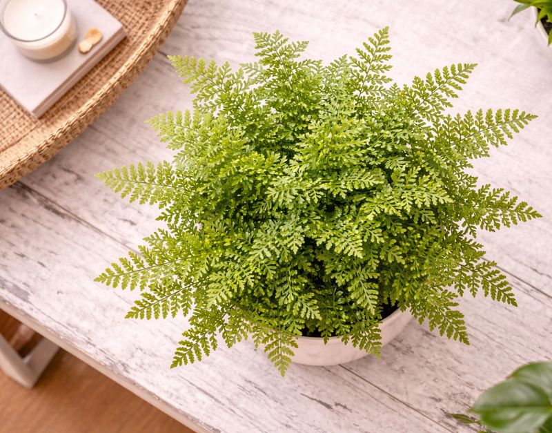 Mother Fern parvati