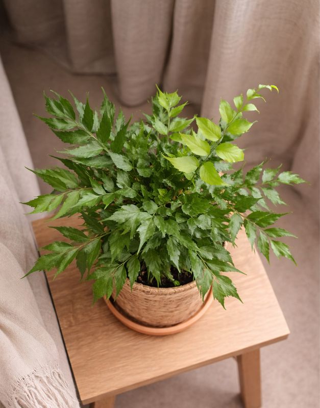 Holly fern