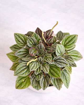 Olga Peperomia
