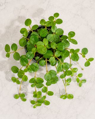 Trailing Jade