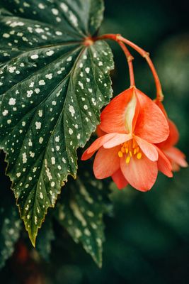 Cane Begonia