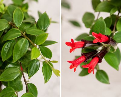 Lipstick plant