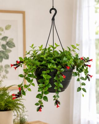 Lipstick plant Lipstick plant