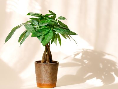 Money Tree Money Tree