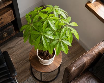 Money Tree