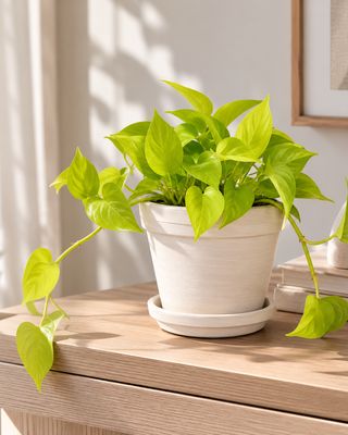 Diamond lime pothos Diamond lime pothos