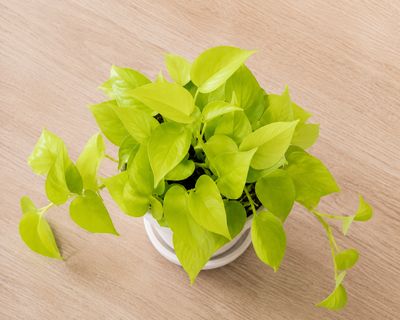 Diamond lime pothos
