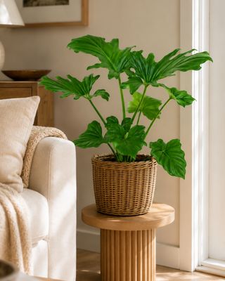 Split leaf Philodendron Split leaf Philodendron