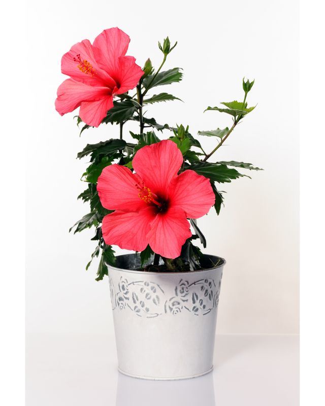Hibiscus