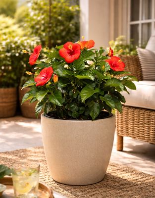 Hibiscus