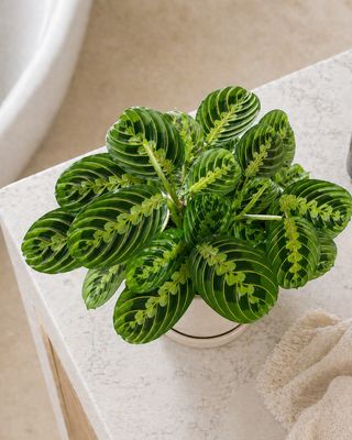 Prayer Plant Lemon and lime