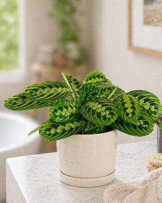 Prayer Plant Lemon and lime