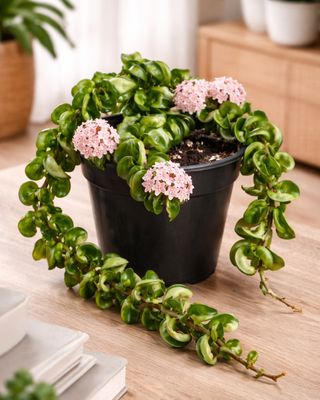 Krinkle curl wax plant
