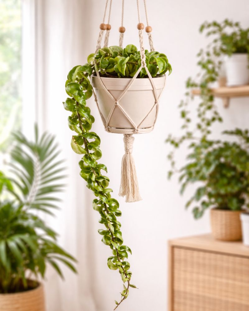 Krinkle curl wax plant
