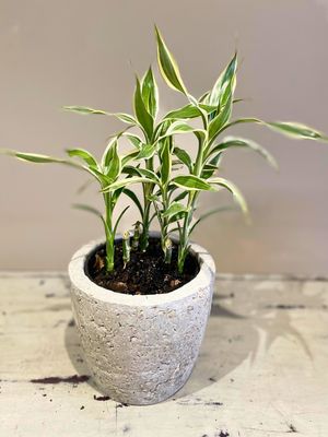 Lucky Bamboo