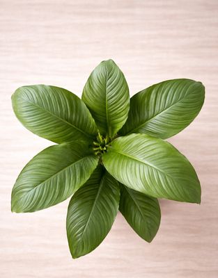 Giant Peace Lily