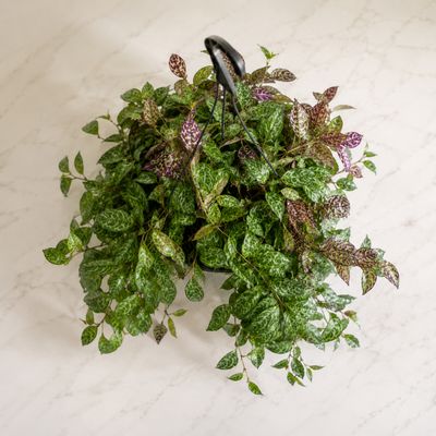 Zebra basket vine