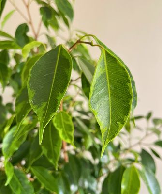 Weeping Fig Reginald