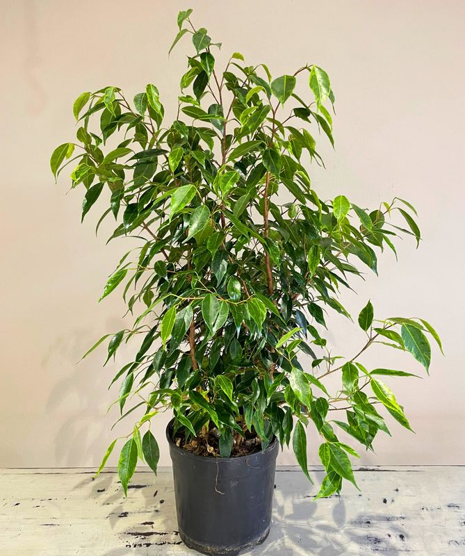 Weeping Fig Reginald
