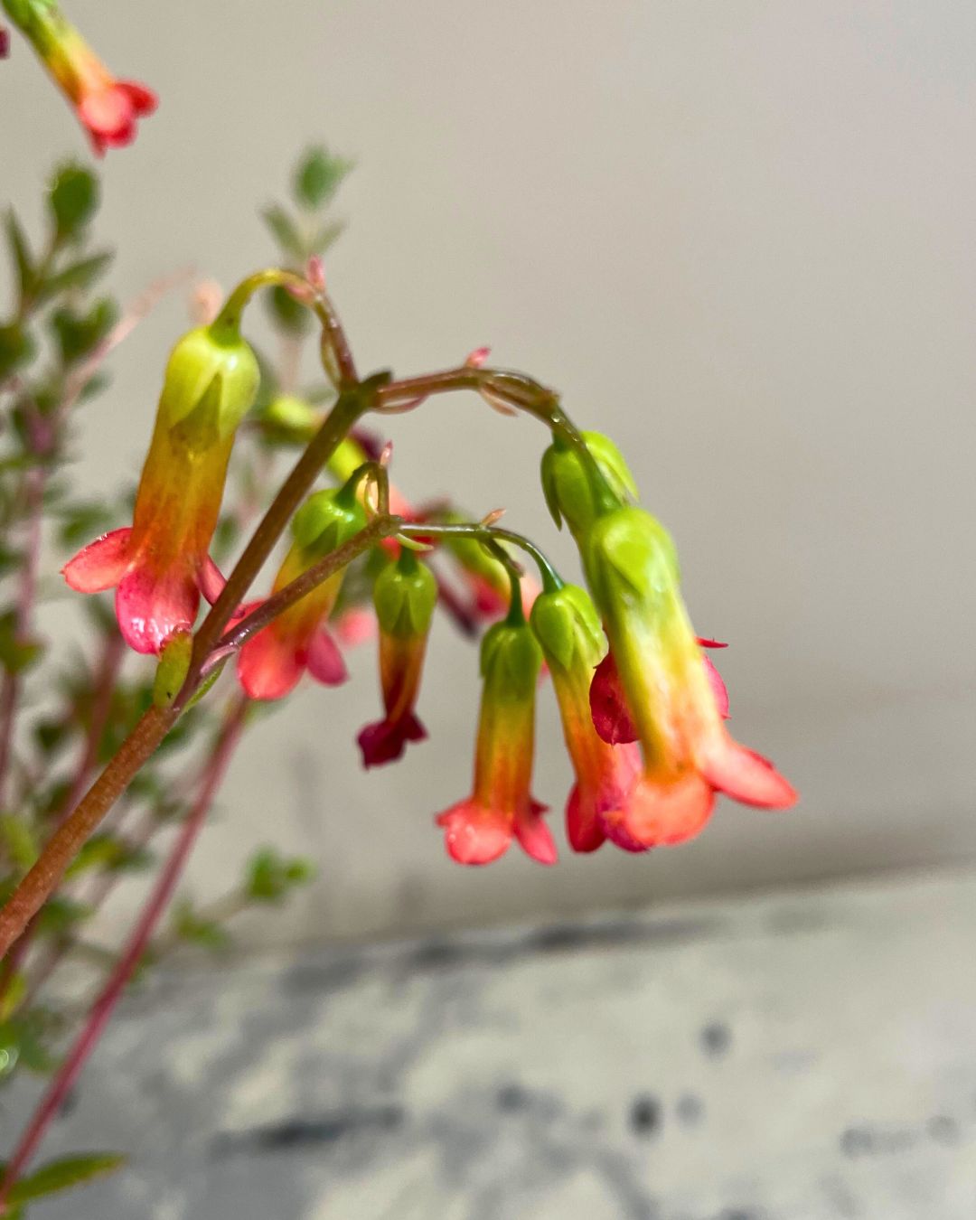 Coral bells Kalanchoe