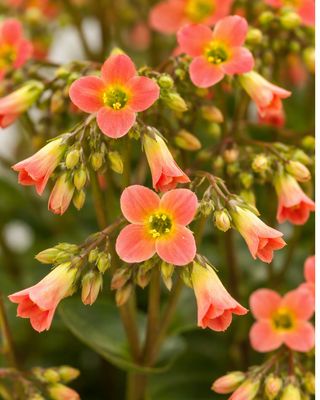 Coral bells Kalanchoe