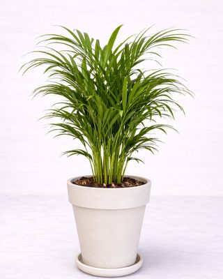 Tall white/cream clay pots