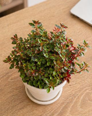 Red log peperomia