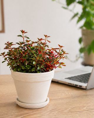 Red log peperomia