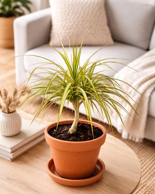 Kiwi Dragon Plant gold
