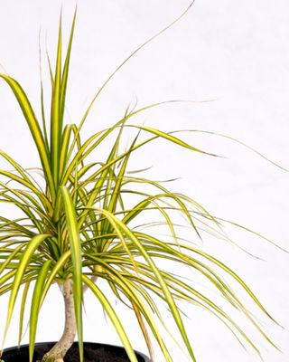 Kiwi Dragon Plant gold