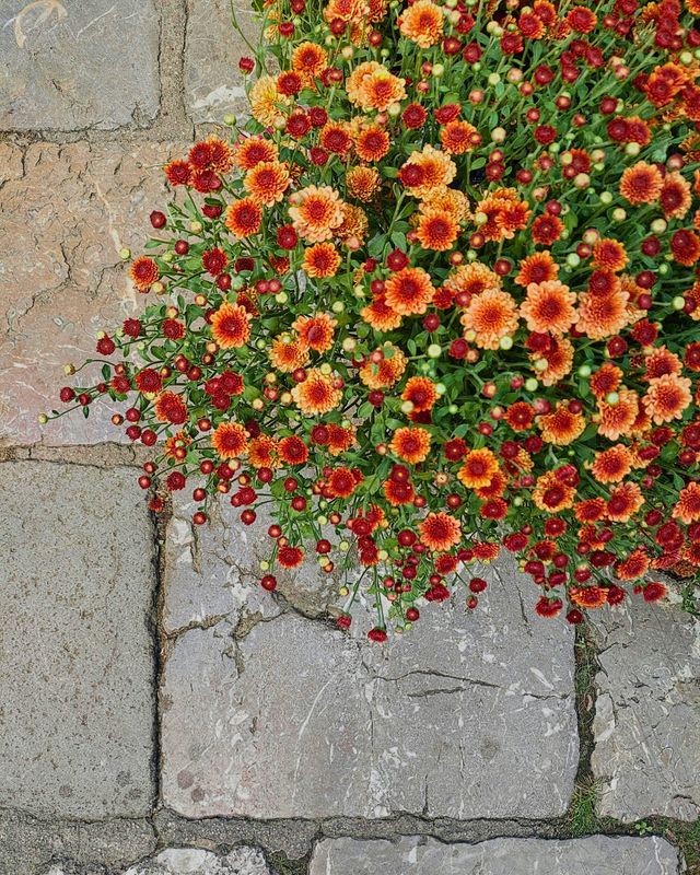 Chrysanth Smartie