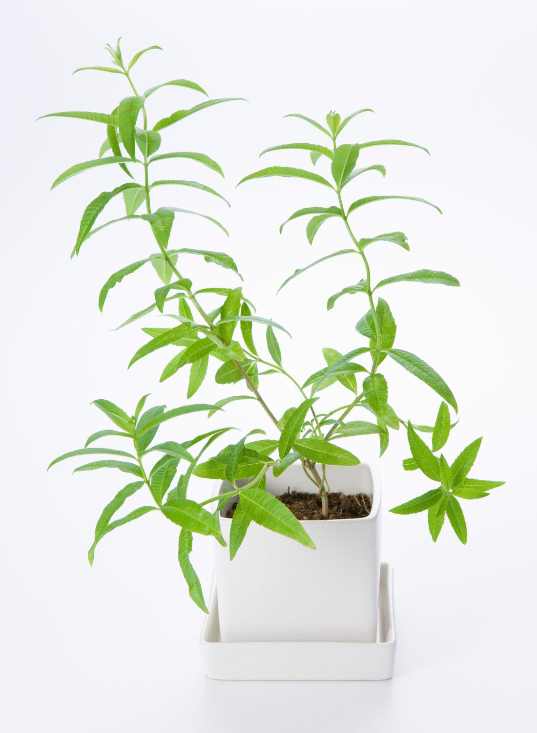 Herb Lemon Verbena Herb Lemon Verbena