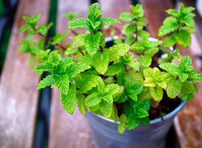 Herb Spearmint Herb Spearmint