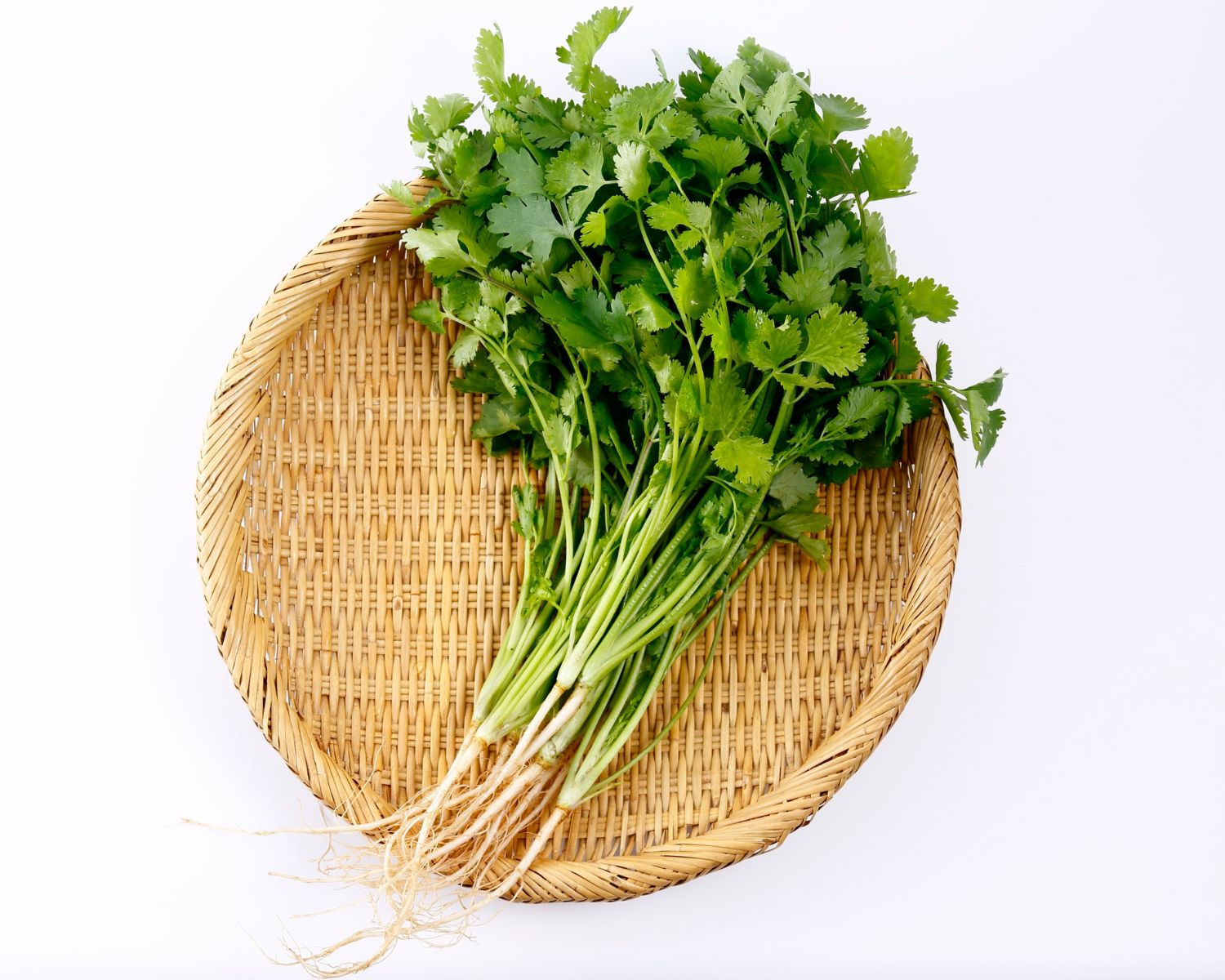 Herb Coriander Herb Coriander