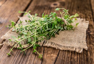 Herb Thyme Herb Thyme