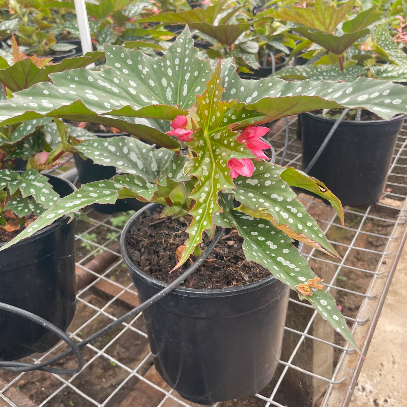 Begonia White ice Begonia White ice